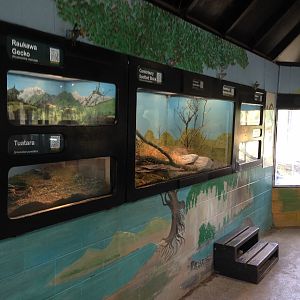 Native reptile complex 2016