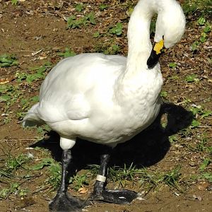 Tundra Swan (Cygnus columbianus) October 18, 2025