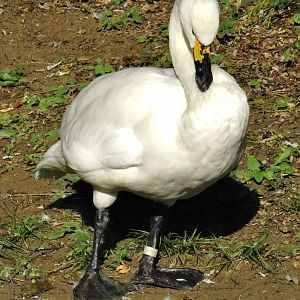 Tundra Swan (Cygnus columbianus) October 18, 2025