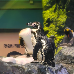 Humboldt Penguin (Spheniscus humboldti)