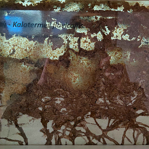 Ant room - termite exhibit