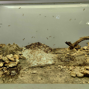 Ant room - carpenter ant exhibit