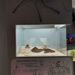 Ant room - Leafcutter ant exhibit