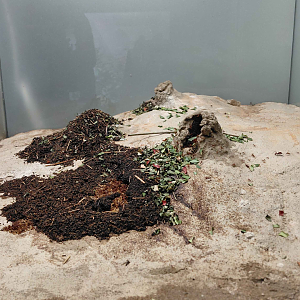 Ant room - Leafcutter ant exhibit