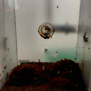 Ant room - Leafcutter ant exhibit