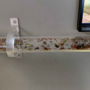 Ant room - Tube for leafcutters