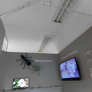 Ant room - Tubes for leafcutters