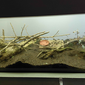 Ant room - Dinomyrmex gigas exhibit