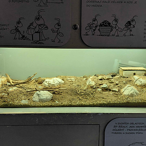 Ant room - Messor barbarus exhibit