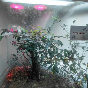 Ant room - empty exhibit