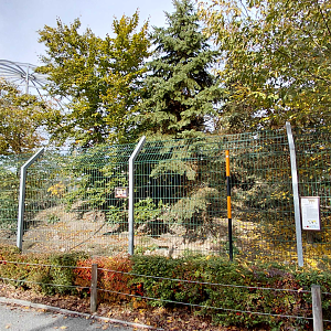 Eurasian wolf exhibit