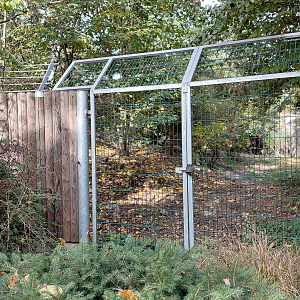 Eurasian wolf exhibit