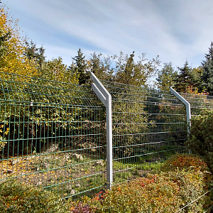 Eurasian wolf exhibit