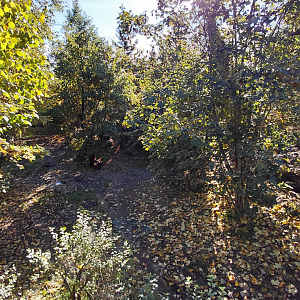 Eurasian wolf exhibit
