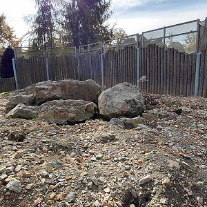 Alpine marmot exhibit