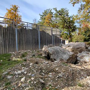 Alpine marmot exhibit