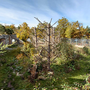 Himalayan brown bear exhibit