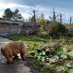 Himalayan brown bear exhibit