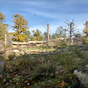 Himalayan brown bear exhibit