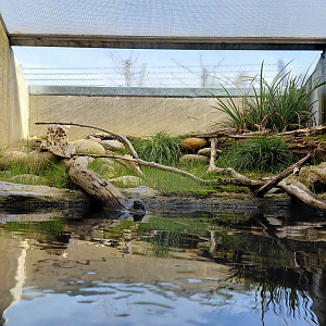 Terrarium - dice snake exhibit