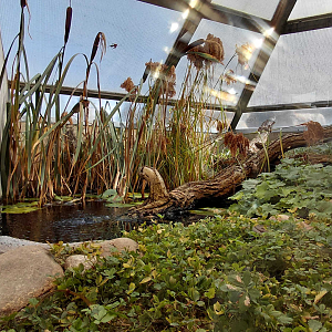 Terrarium - grass snake exhibit
