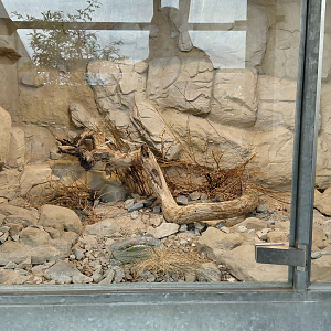 Terrarium - Milos viper exhibit