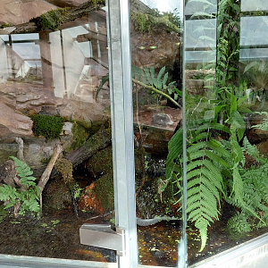 Terrarium - amphibian exhibit