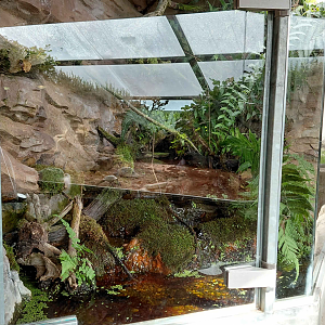 Terrarium - amphibian exhibit
