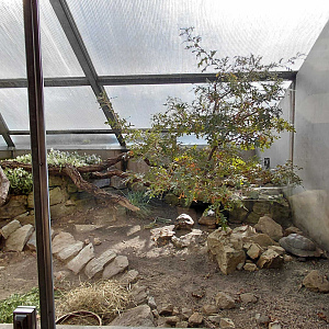 Terrarium - mixed reptile exhibit