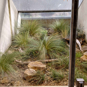 Terrarium - smooth snake exhibit