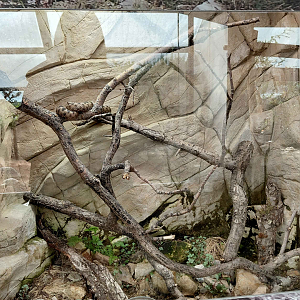 Terrarium - horned viper exhibit