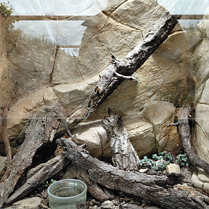 Terrarium - ocellated lizard exhibit