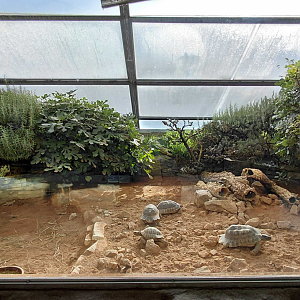 Terrarium - mixed reptile exhibit