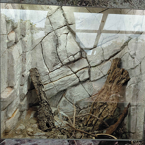 Terrarium - white-spotted gecko exhibit