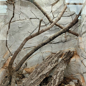 Terrarium - white-spotted gecko exhibit