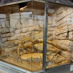 Terrarium - Eastern Montpellier snake exhibit