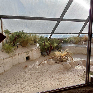 Terrarium - Tortoise + agama exhibit