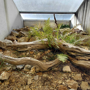 Terrarium - lizard + slow worm exhibit