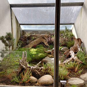 Terrarium - fire-bellied toad + lizard exhibit