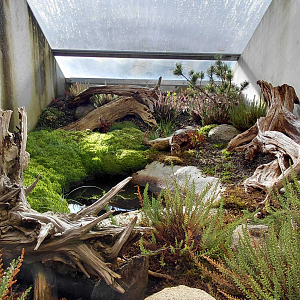 Terrarium - fire-bellied toad + lizard exhibit