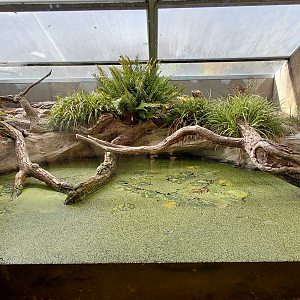 Terrarium - pond turtle indoor exhibit