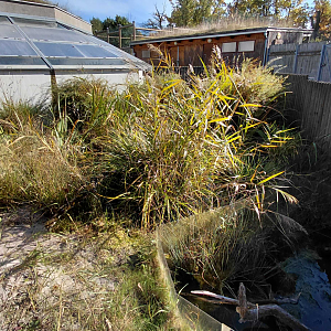 Pond turtle outdoor exhibit