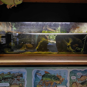 Czech waters tank #1