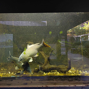 Czech waters tank #2