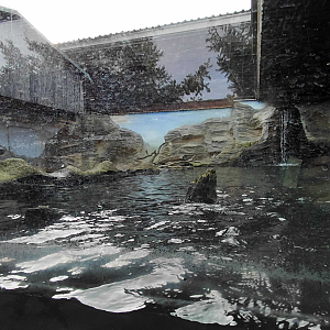 Eurasian otter outdoor exhibit