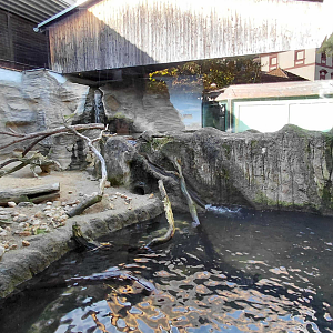 Eurasian otter outdoor exhibit