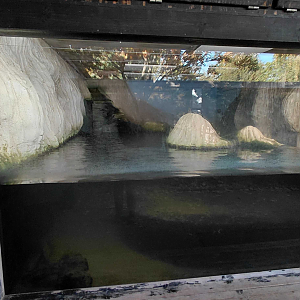 Eurasian otter indoor exhibit