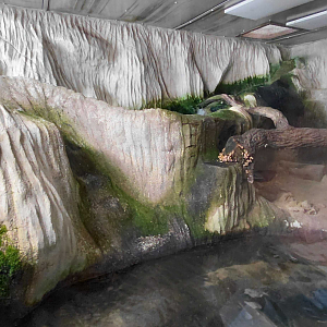 Eurasian otter indoor exhibit