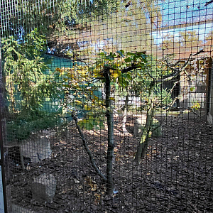 Pheasantry - mixed aviary