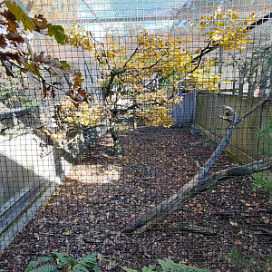 Pheasantry - stock dove aviary
